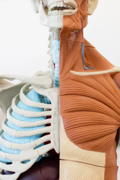 The Muscular System