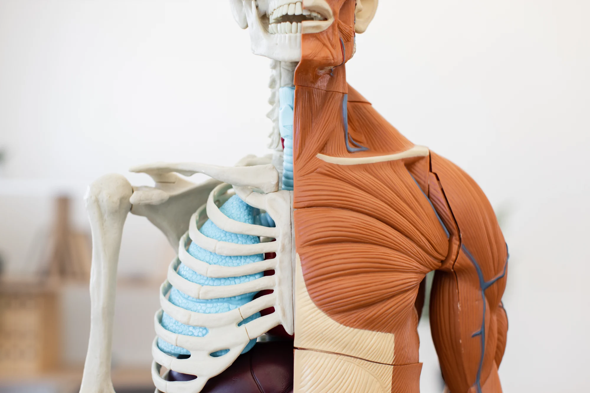 The Muscular System