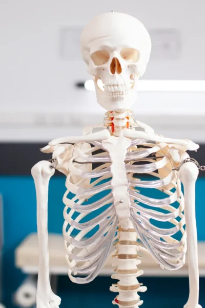 The Skeletal System