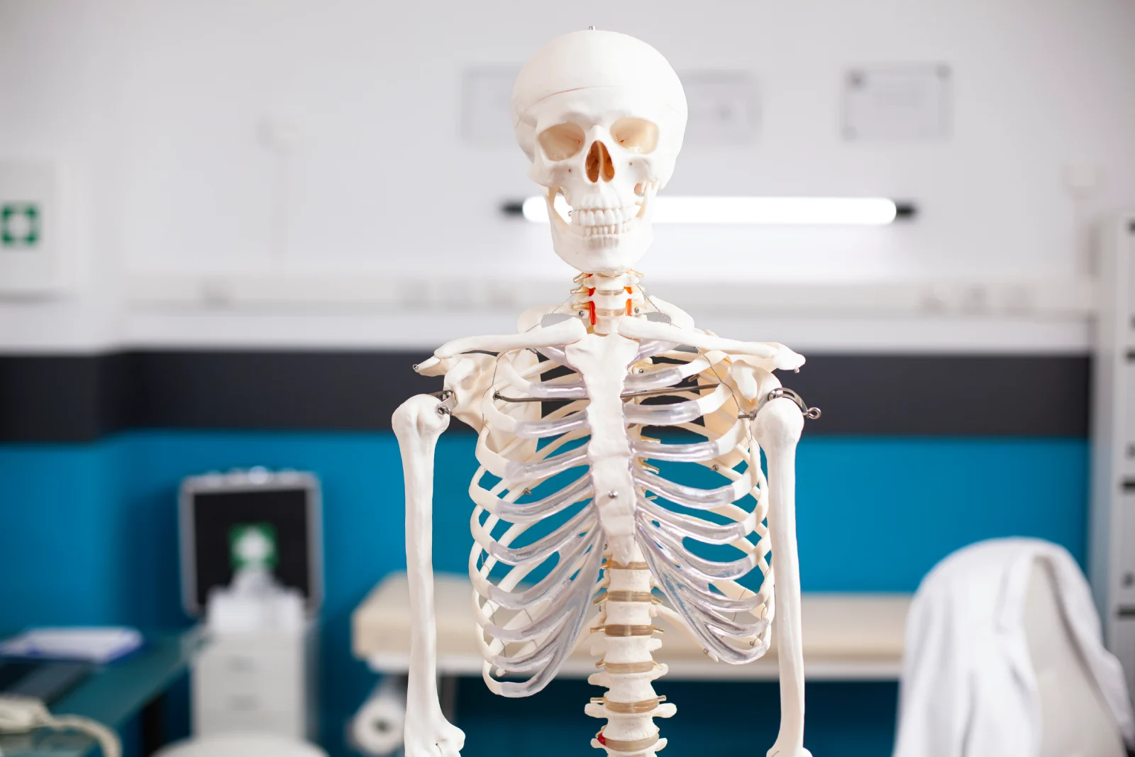The Skeletal System